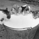 Kittens standing up to drink out of a pail of milk